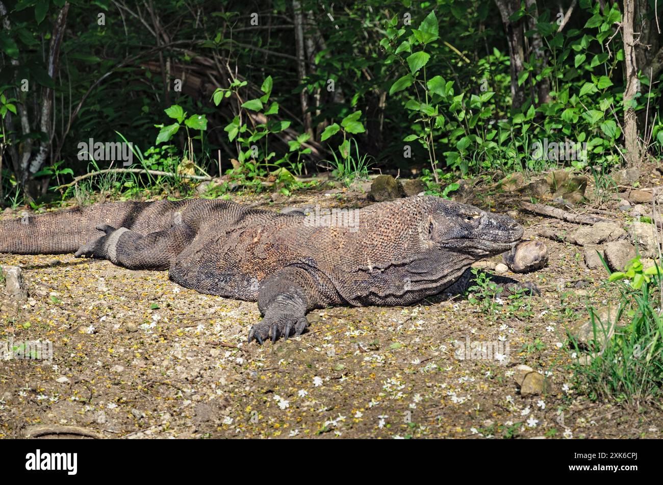 Aged Komodo Dragon In Its Natural Habitat Komodo Island Indonesia 