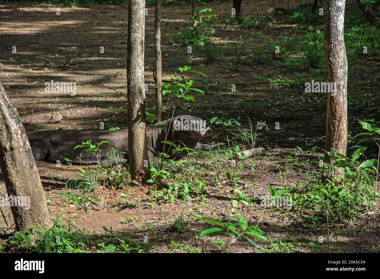 Komodo Forest Tee Green main image 1
