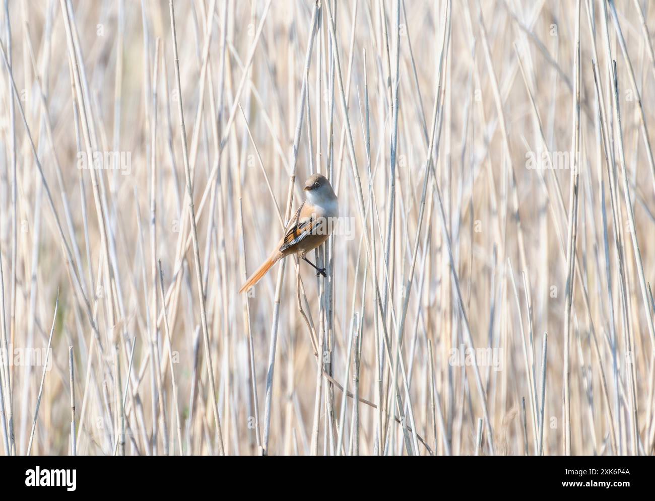 Bearded reedling uk hi-res stock photography and images - Alamy