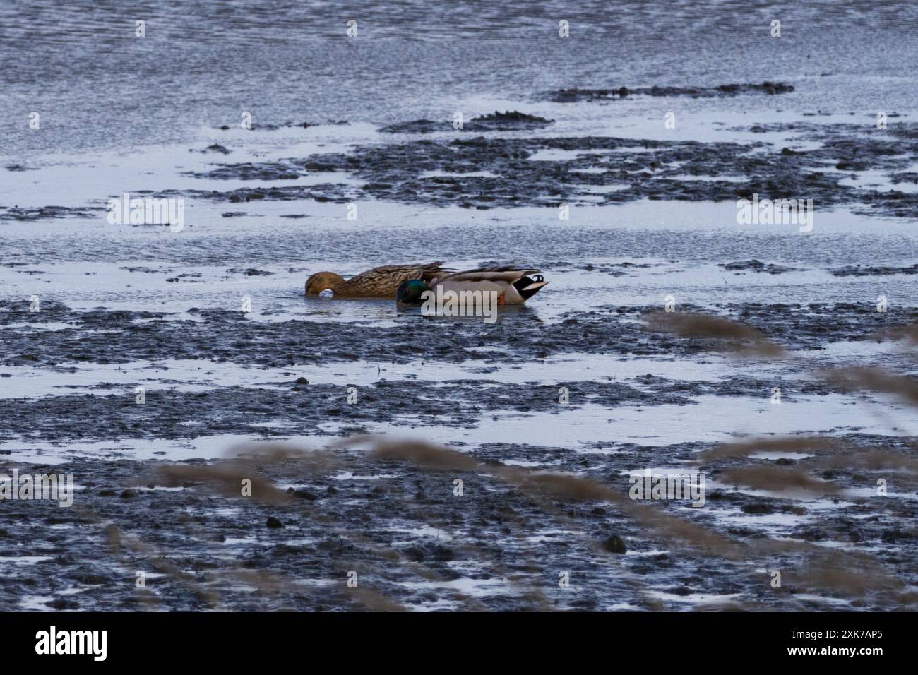 ducks diving in seemingly poluted waters Stock Photo