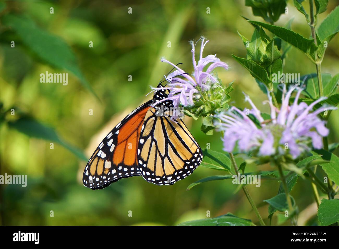 Monarch butterfly on wildflowers hi-res stock photography and images ...