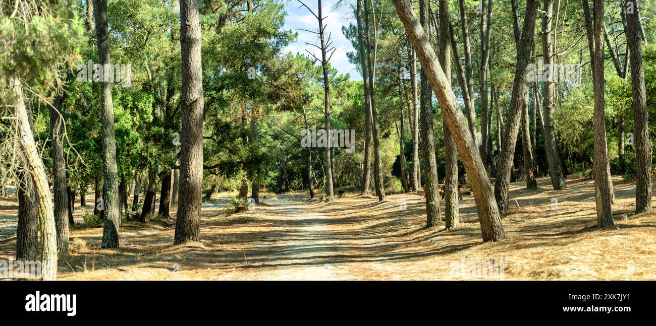 Sand path surrounded by trees. film format framing Stock Photo - Alamy