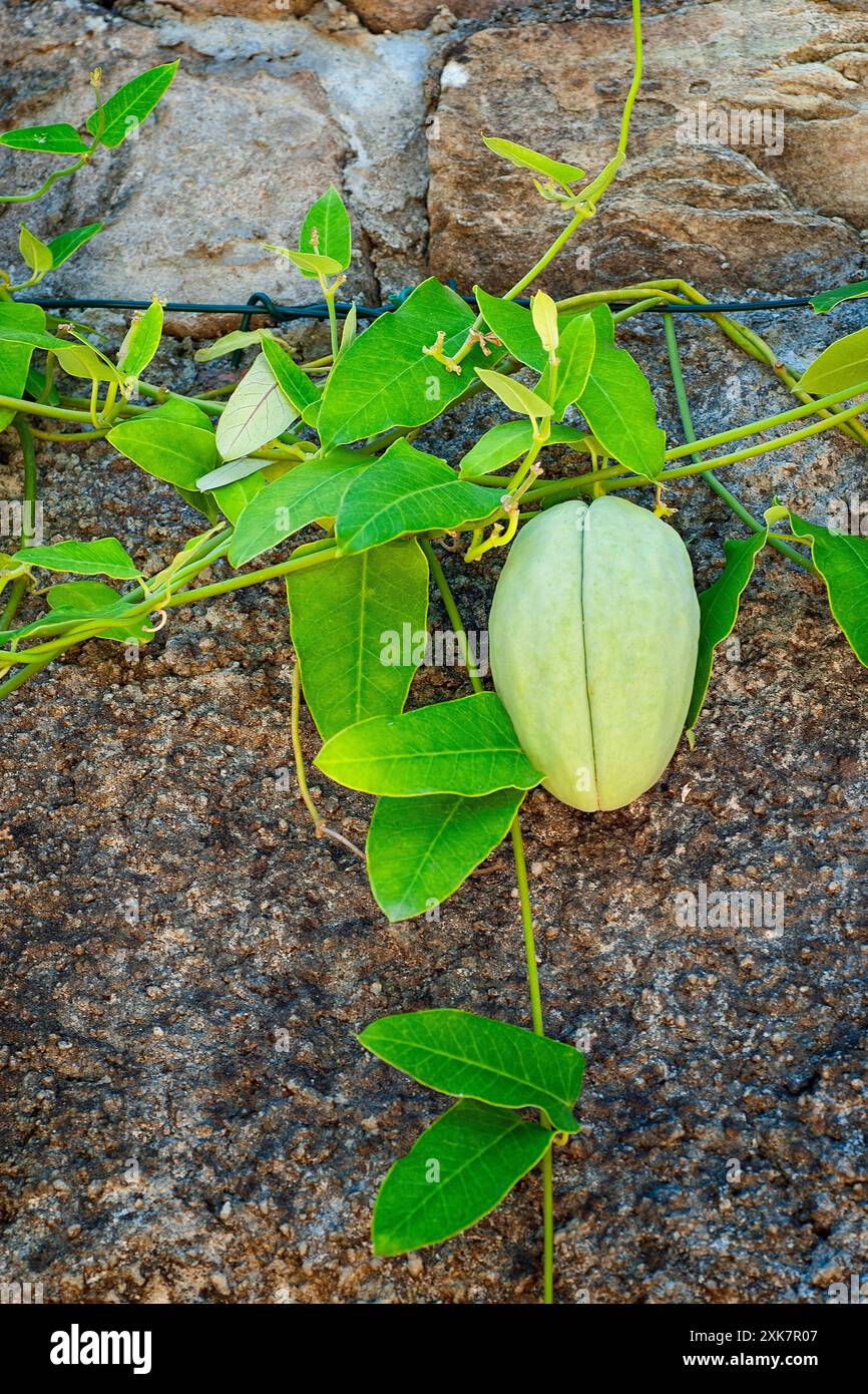Evergreen perennial plant genus hi-res stock photography and images - Alamy