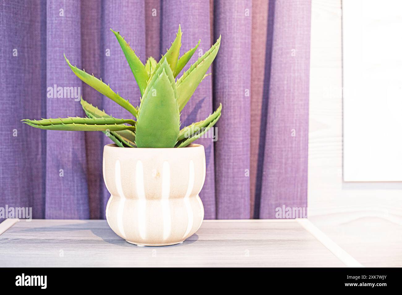 Aloe vera plant in bedroom hi-res stock photography and images - Alamy