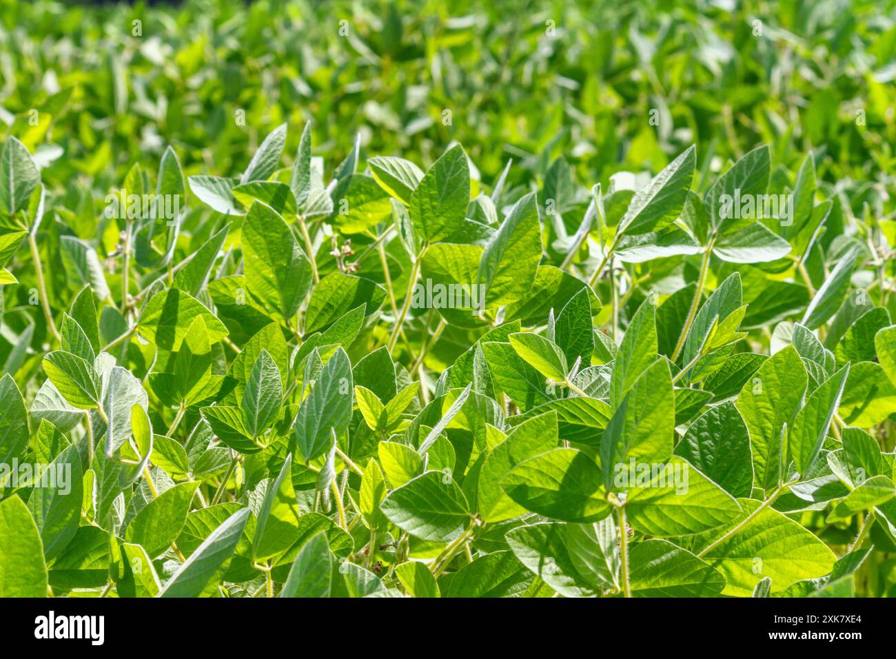 Soybeans growing in field crops hi-res stock photography and images - Alamy