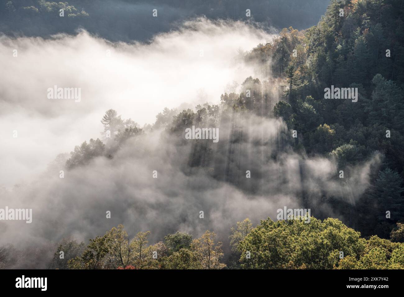 Fog light hi-res stock photography and images - Alamy