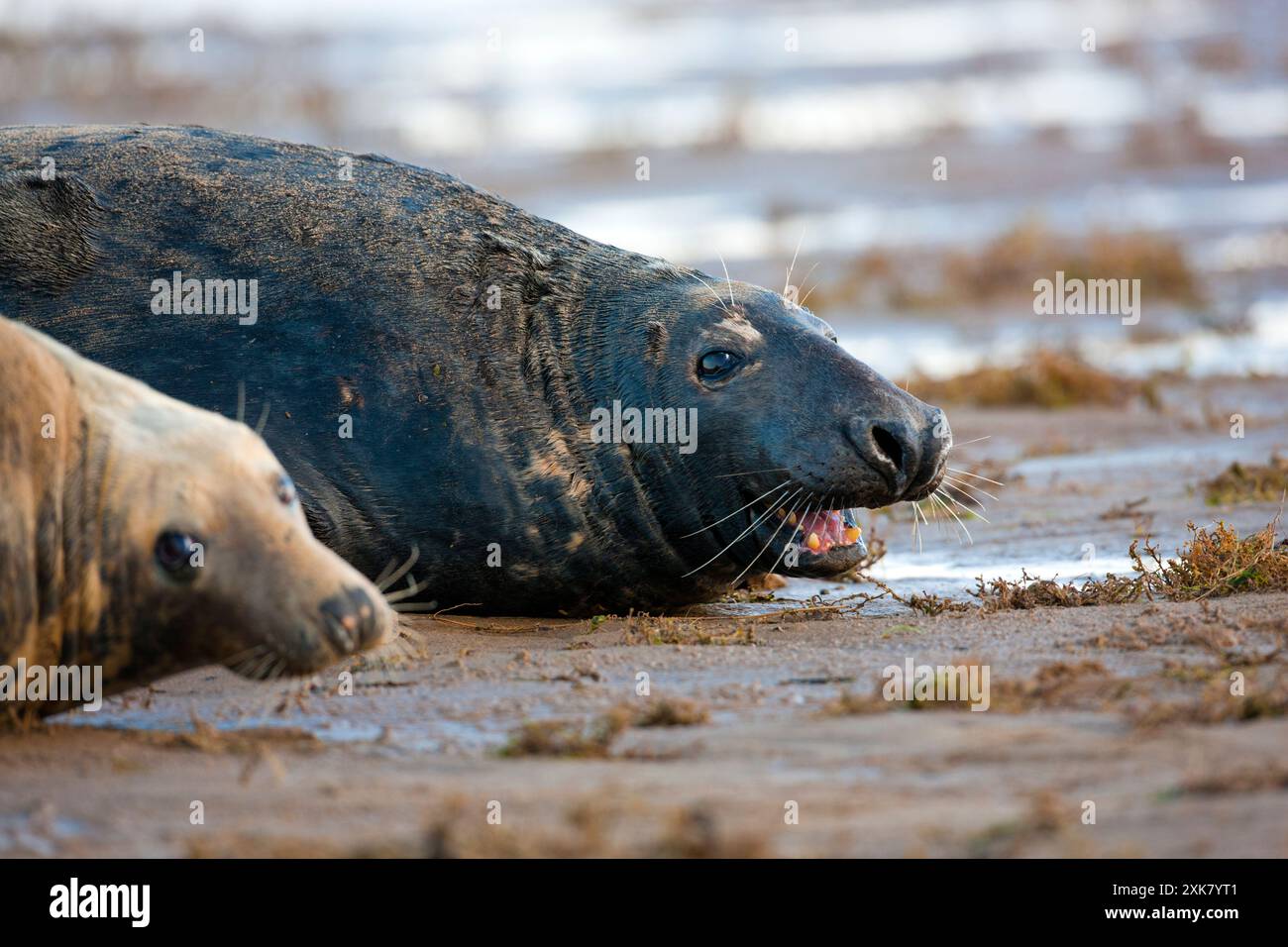 North Atlantic Grey Seal. Halichoerus grypus at the Donna Nook RAF bombing range National Nature Reserve. Lincolnshire. England.Europe Stock Photo