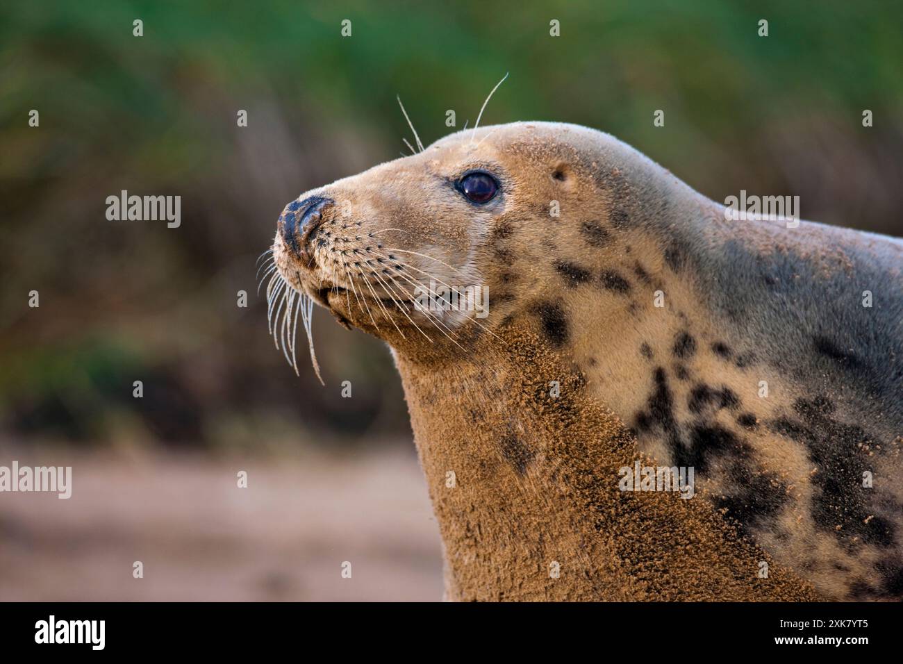 North Atlantic Grey Seal. Halichoerus grypus at the Donna Nook RAF bombing range National Nature Reserve. Lincolnshire. England.Europe Stock Photo