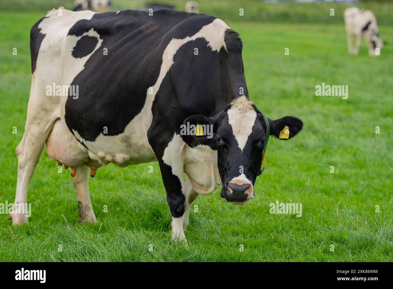 Holstein Cow herd. Cow herd grazing at farm. Dairy cow herd in meadow ...
