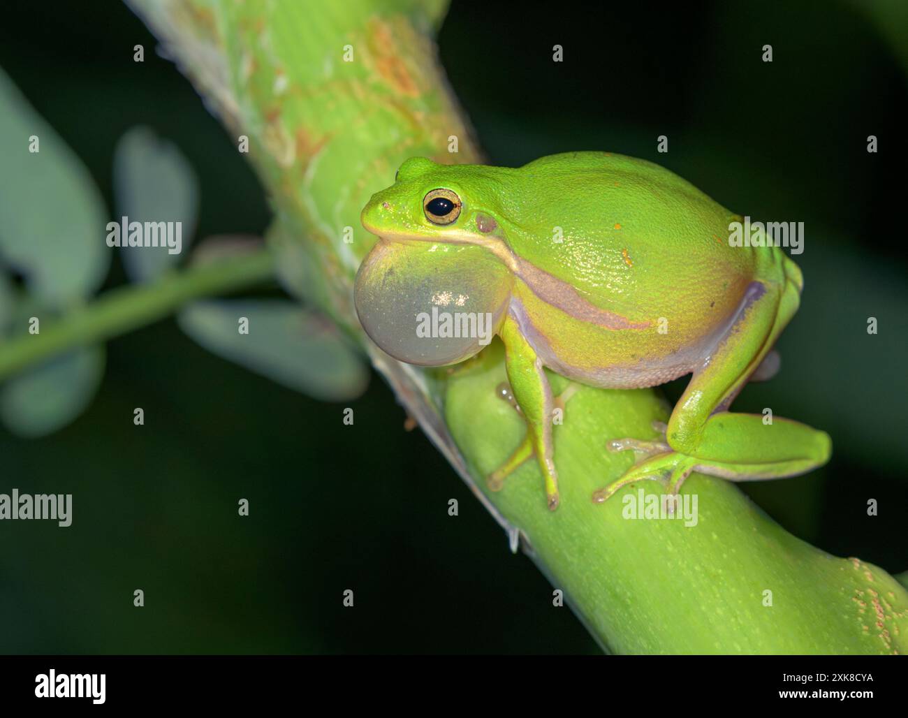 American green tree frog (Dryophytes [Hyla] cinereus ) male singing at night at edge of a lake, vocal sac inflated; Galveston, Texas, USA. Stock Photo