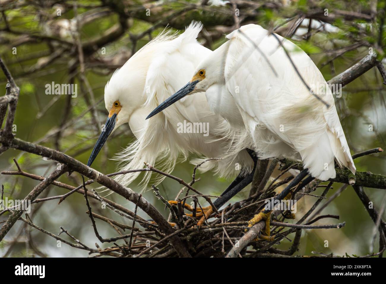 Nesting snowy egrets (Egretta thula) during breeding season in St. Augustine, Florida. (USA) Stock Photo