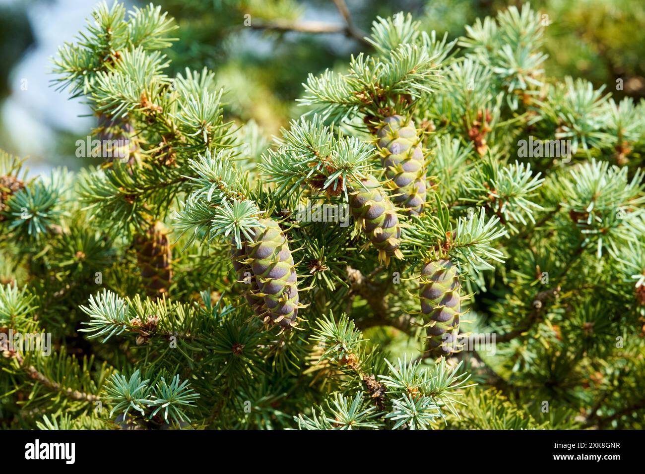 Douglas Fir new growth with developing seed cones Stock Photo Alamy