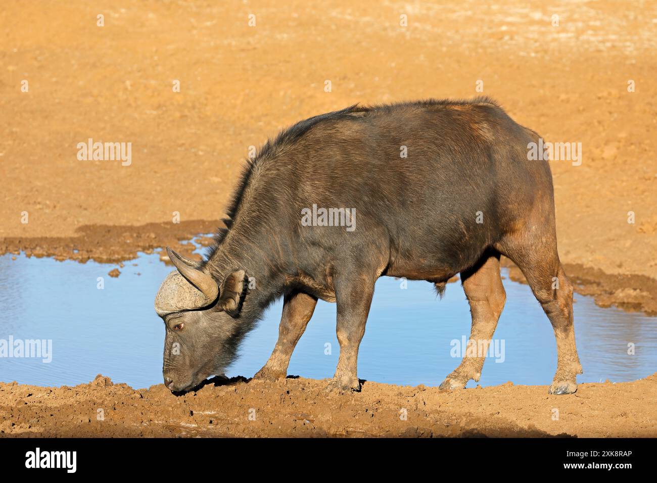African of Cape buffalo (Syncerus caffer) at a waterhole, Mokala National Park, South Africa Stock Photo