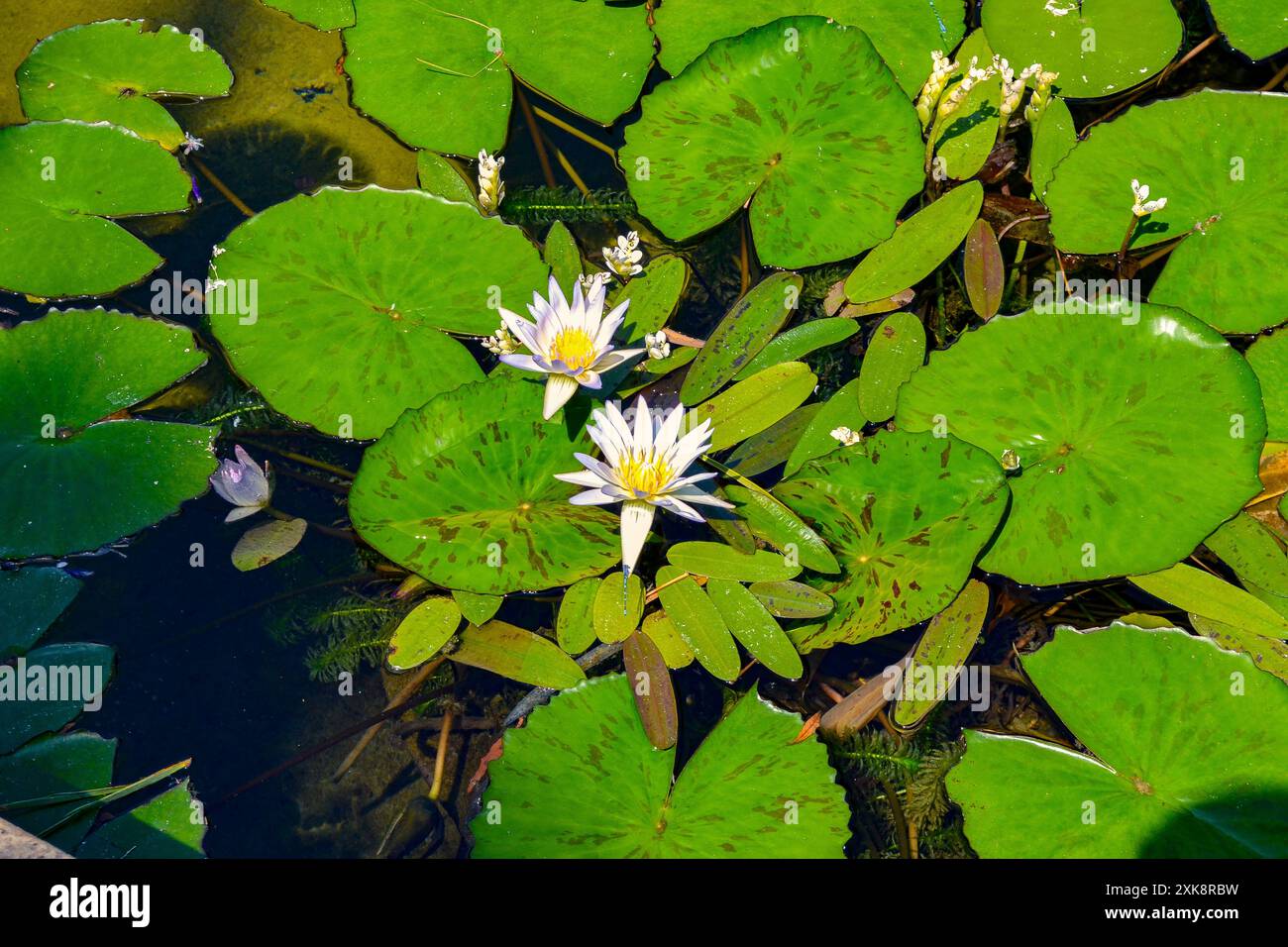 Lush green foliage water lilies hi-res stock photography and images - Alamy