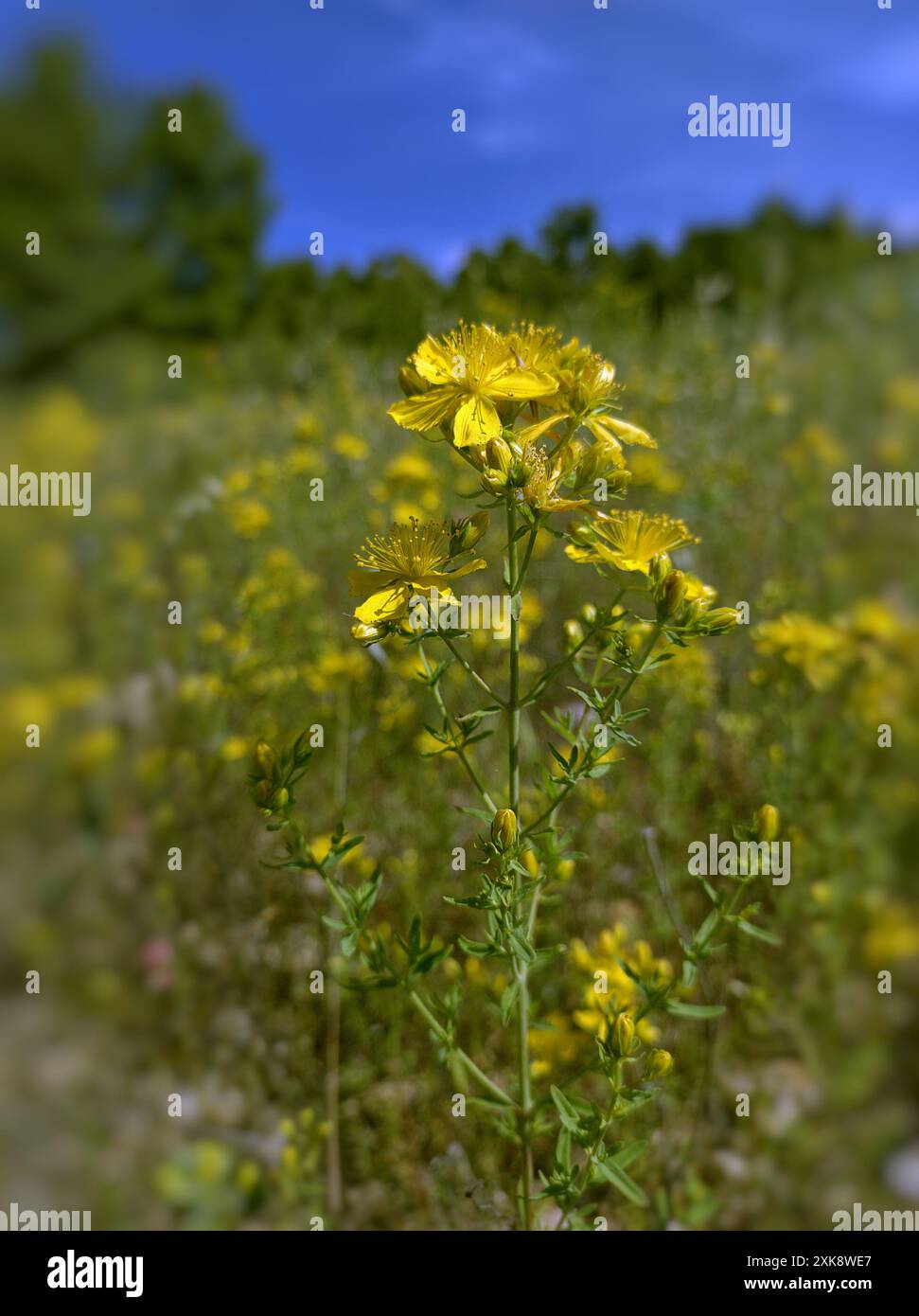 Hypericum perforatum, also known as hypericum, hypericon, heartwort or ...