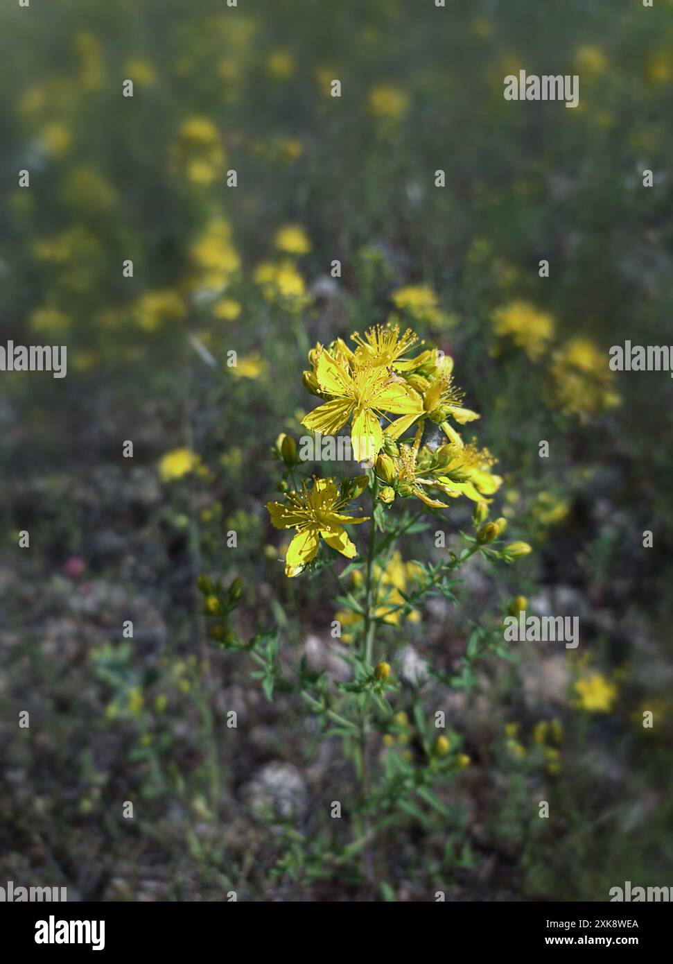 Hypericum perforatum, also known as hypericum, hypericon, heartwort or ...