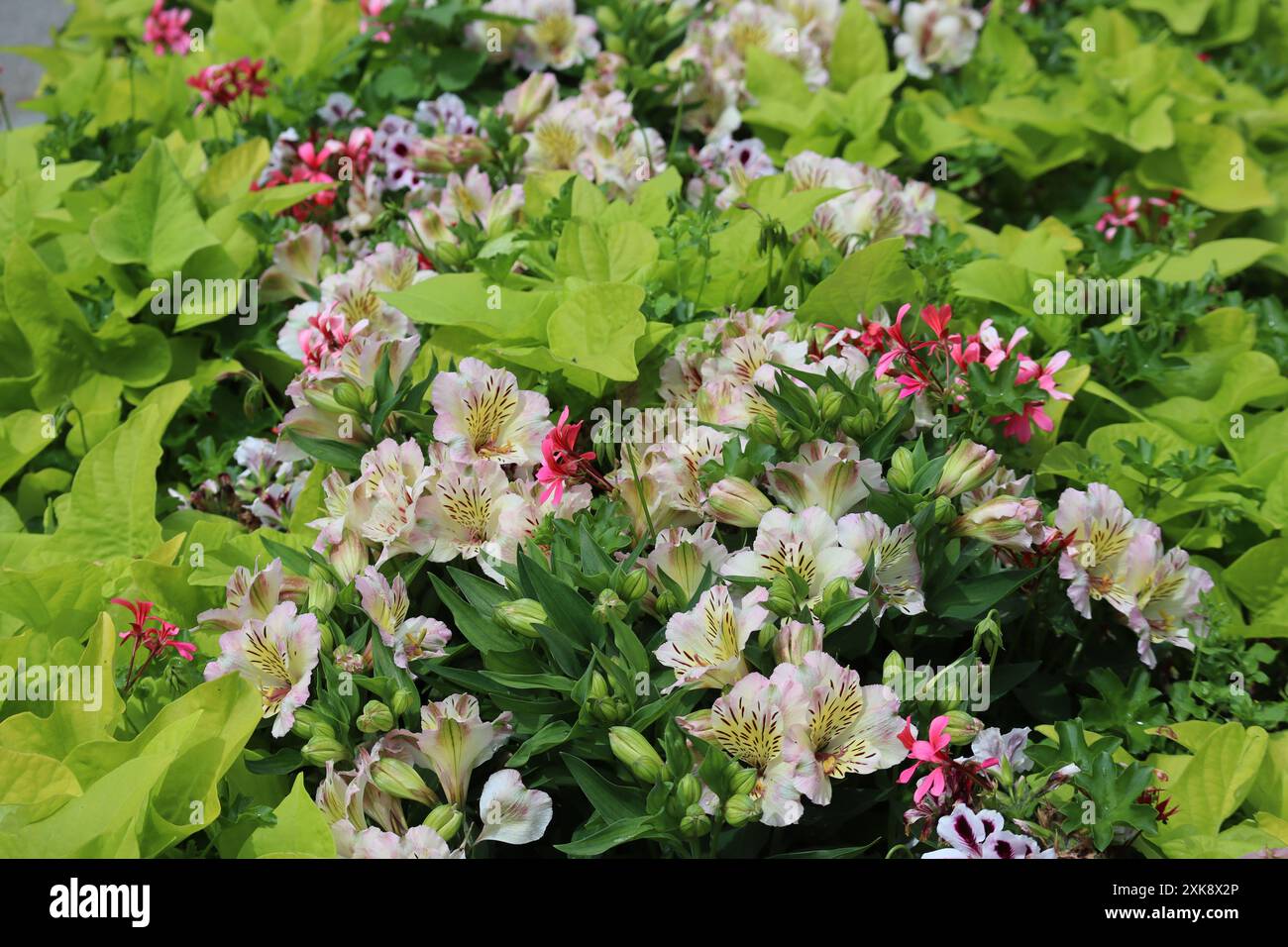 Additional flower varieties hi-res stock photography and images - Alamy