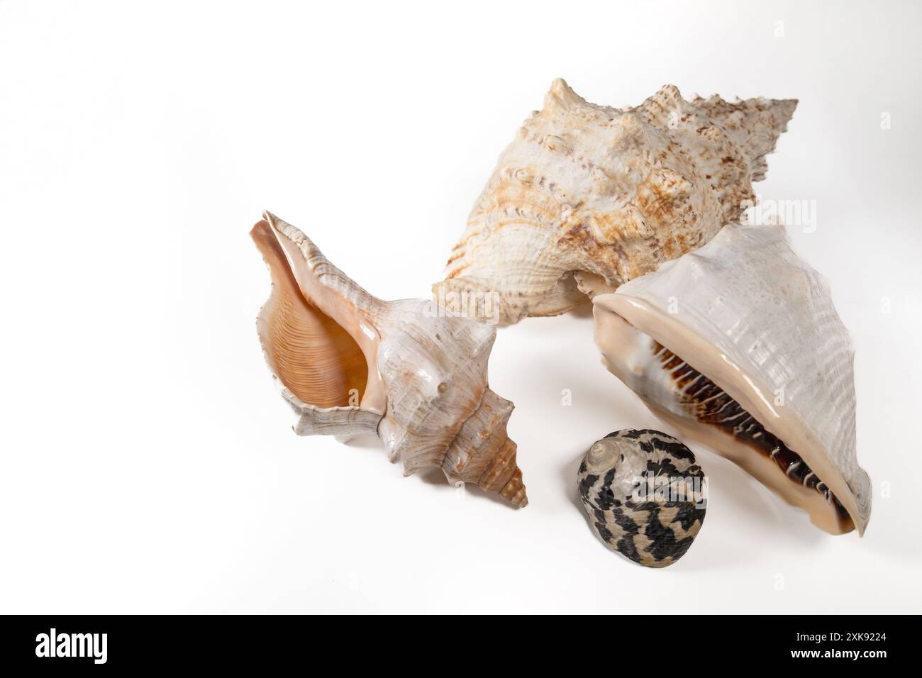Seashells isolated on white background. Stock Photo