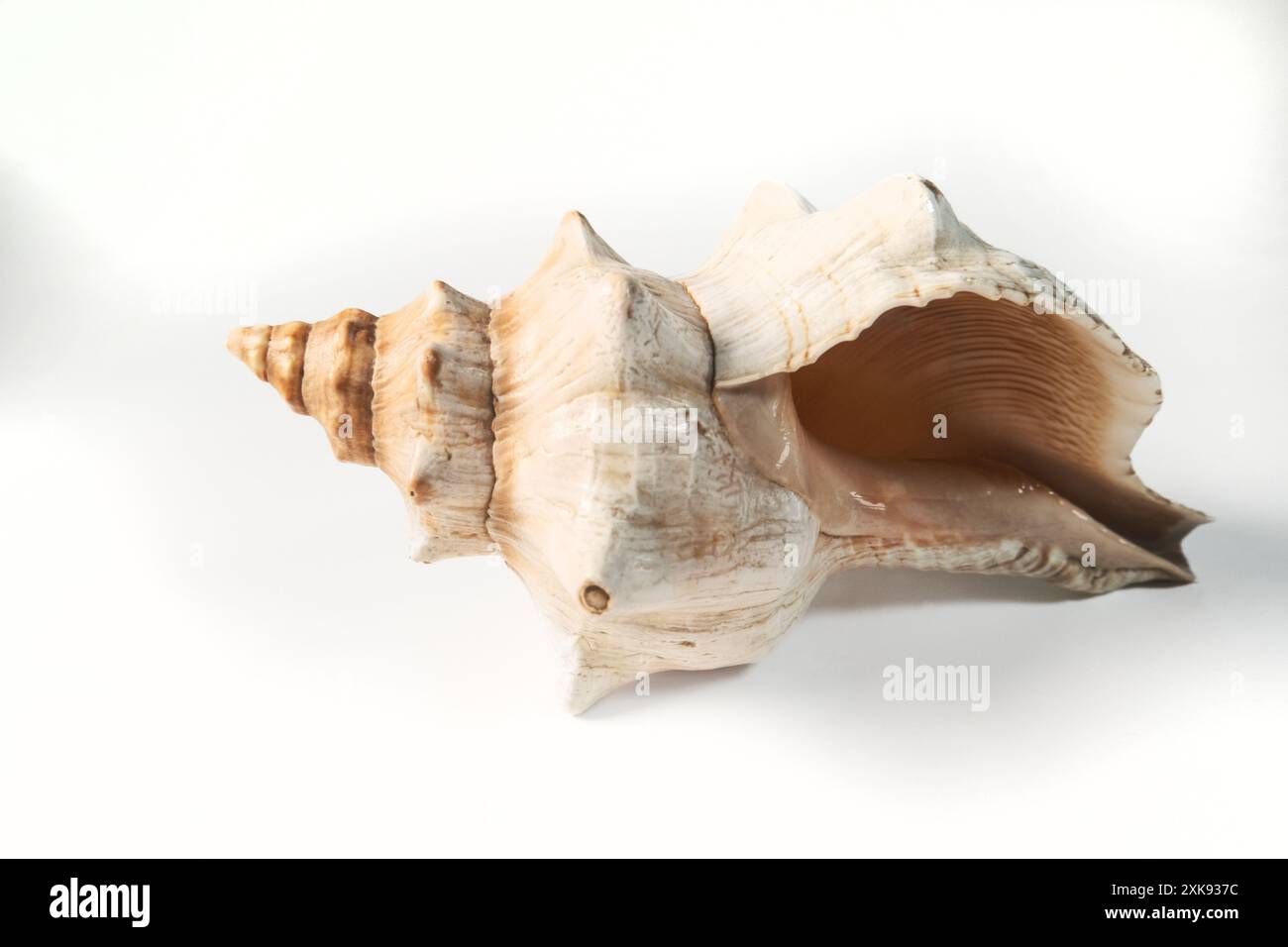 Seashell isolated on white background. Stock Photo