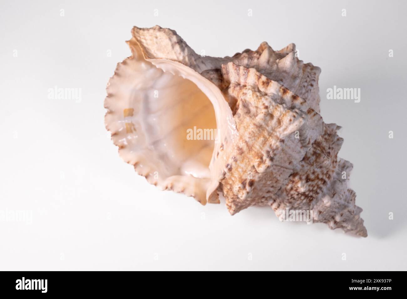Seashell isolated on white background Stock Photo - Alamy