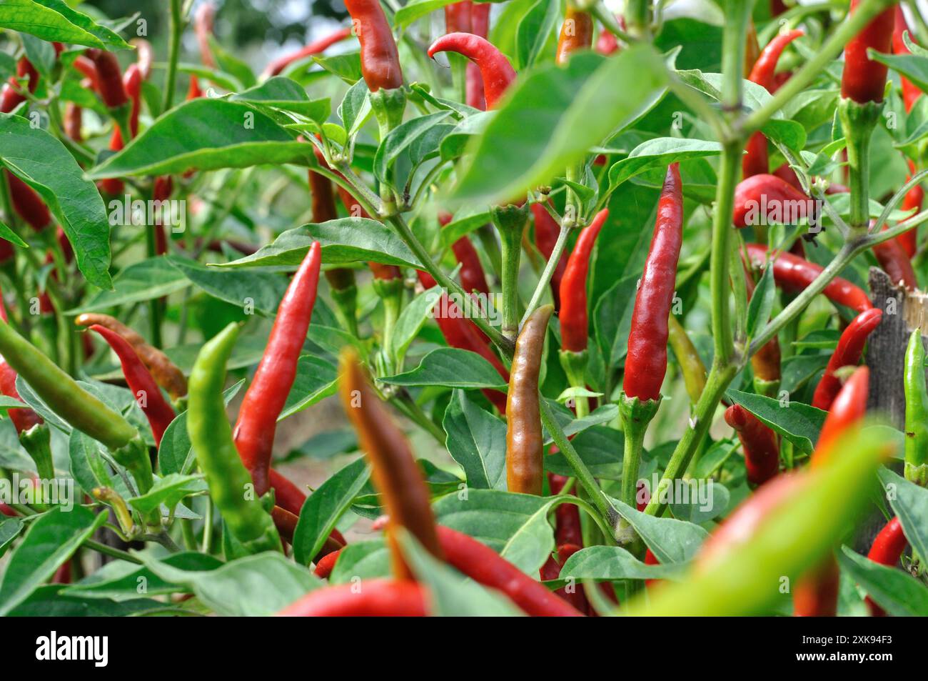 close-up of growing and ripening organic chili peppers plantation in ...