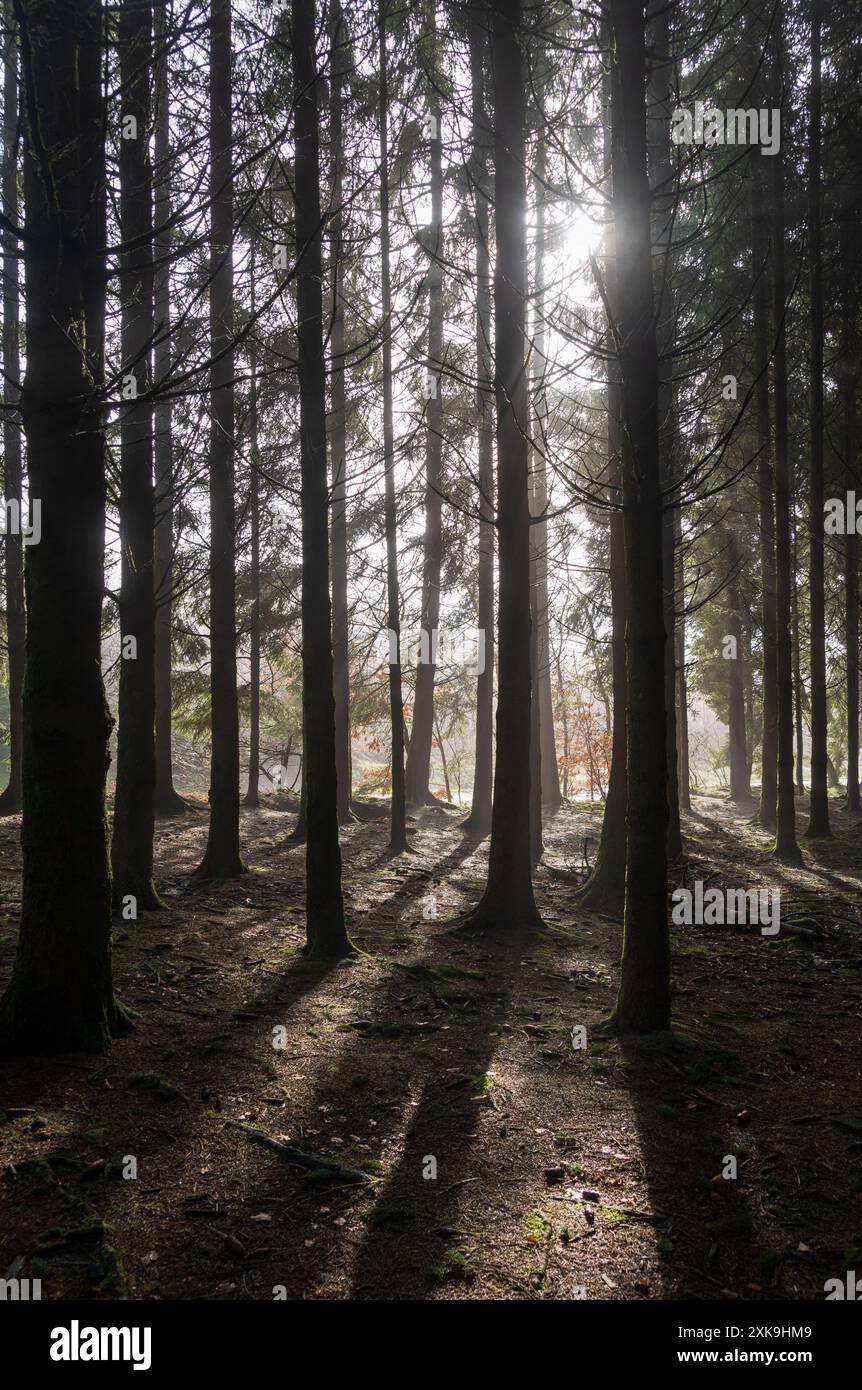 Real Easy Company Foxholes Bois Jaques Bastogne Belgium Stock Photo