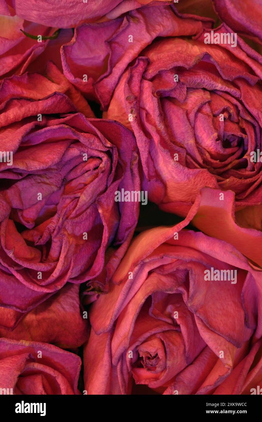 Ageing Roses Ageing red roses hi-res stock photography and images - Alamy