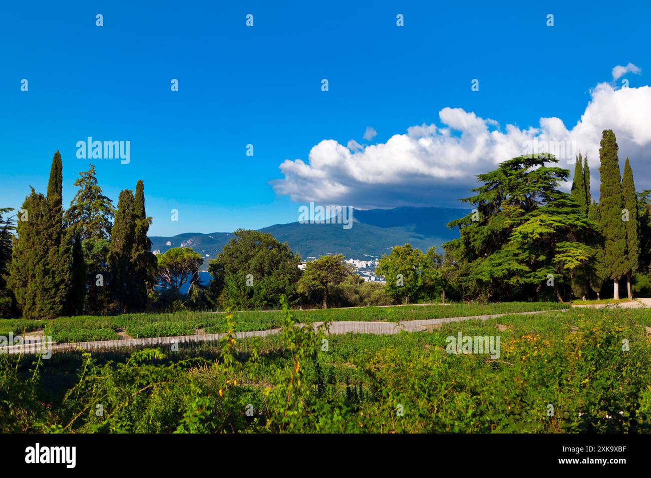 Panorama tropical forest bushes hi-res stock photography and images - Alamy