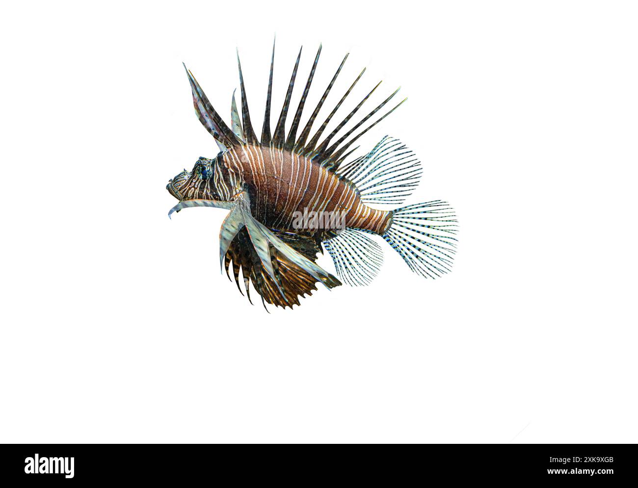 Common lionfish or Red Lionfish (Pterois volitans), Maldives, Indisan Ocean, Asia Stock Photo