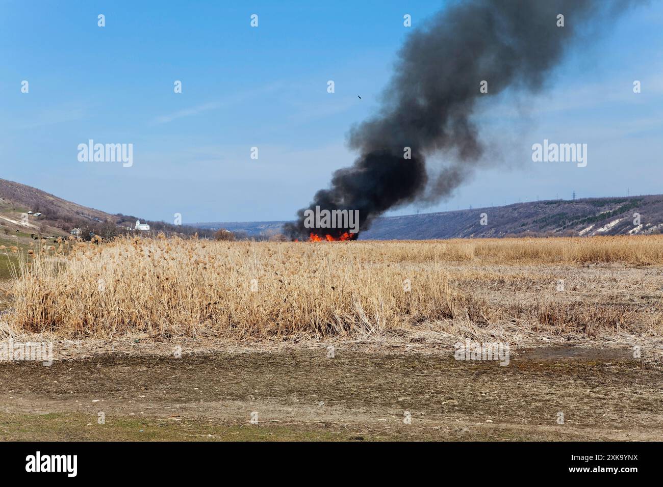 Fire in the reed . Natural disaster with large fire with black smoke ...