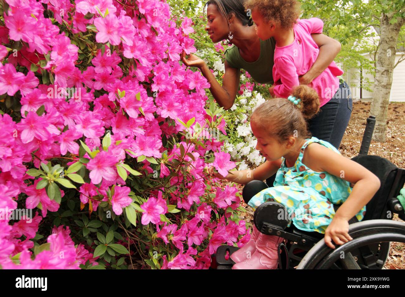 A young girl in a wheelchair visits azalea bushes and smells the flowers with her mother and sister. Stock Photo