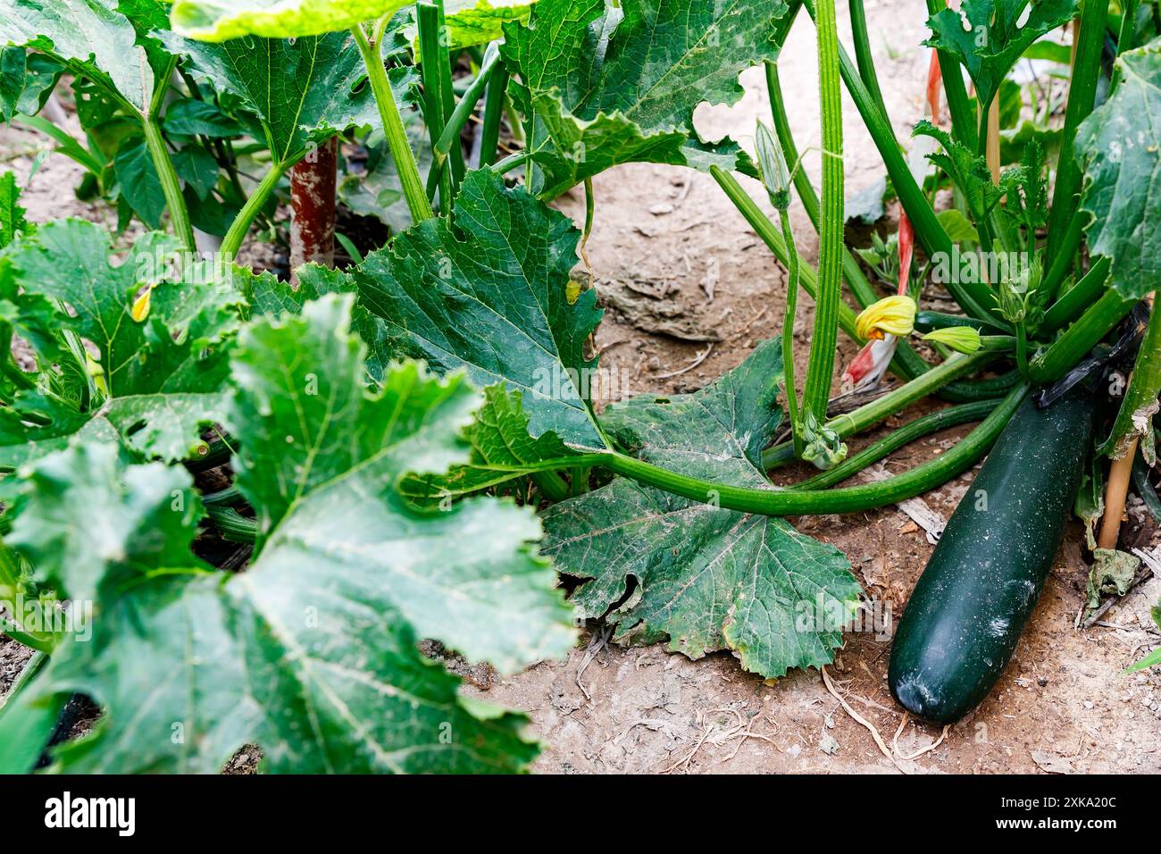 Courgette plantation hi-res stock photography and images - Alamy