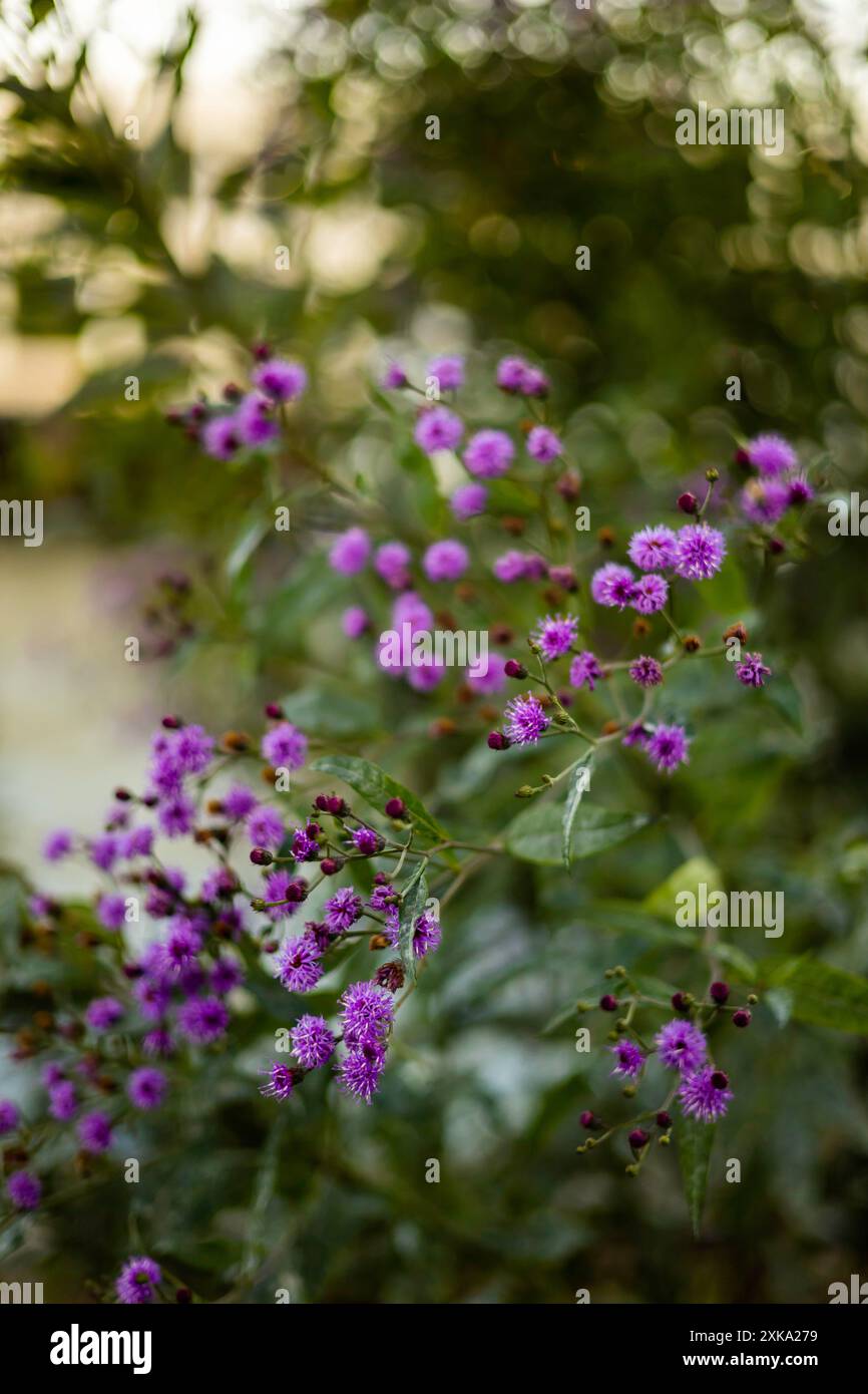 Purple flowers in nature hi-res stock photography and images - Alamy