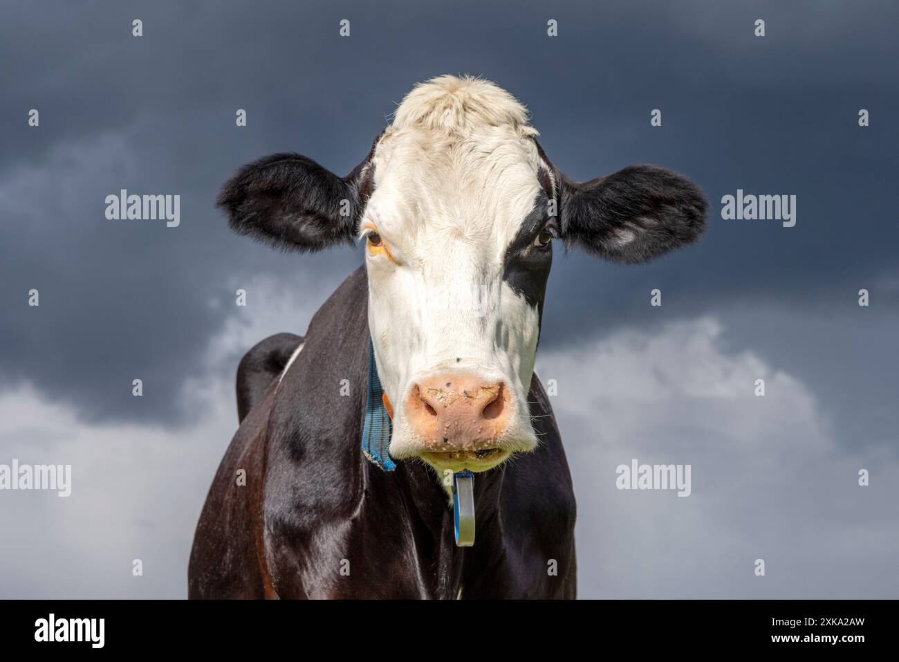 Beutiful cow looking front view, looming thunderstorm sky background, black and white livestock Stock Photo