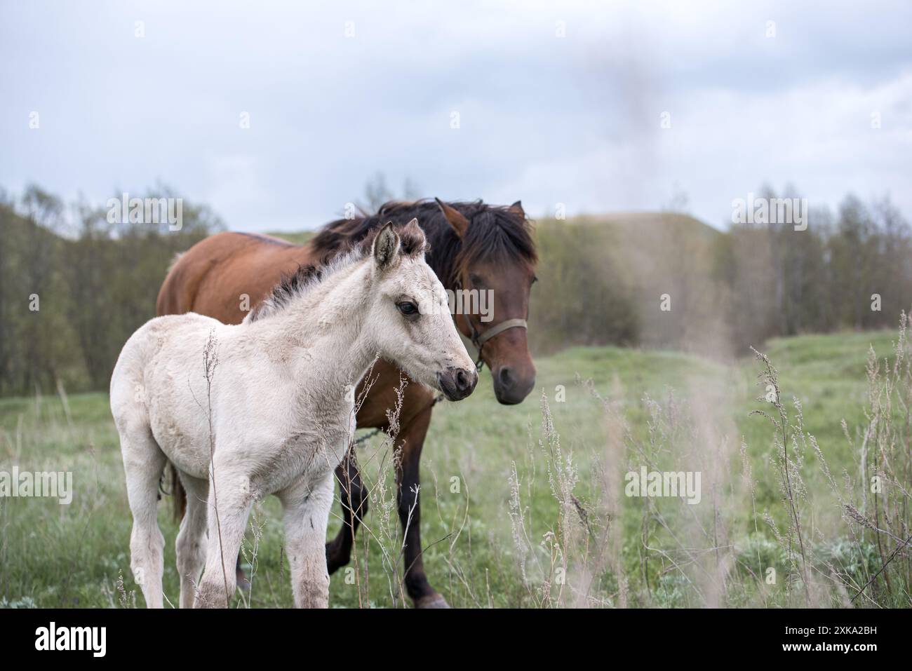 Brown and White Horses in a Green Pasture on a Cloudy Day Stock Photo ...