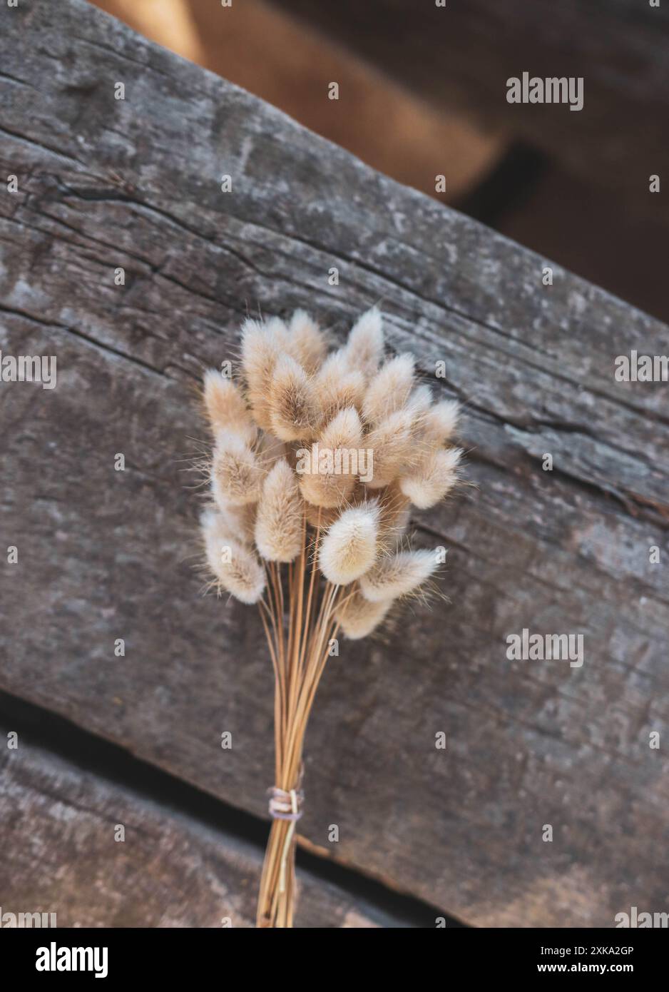 Dry flowers for wedding bouquet Stock Photo