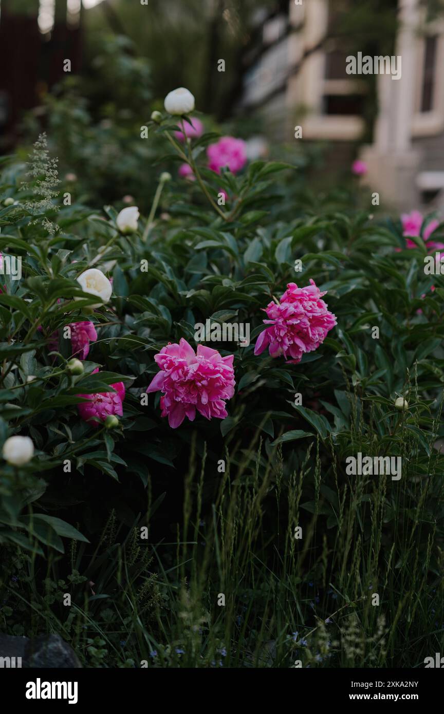 Pink peonies blooming in a lush garden Stock Photo - Alamy