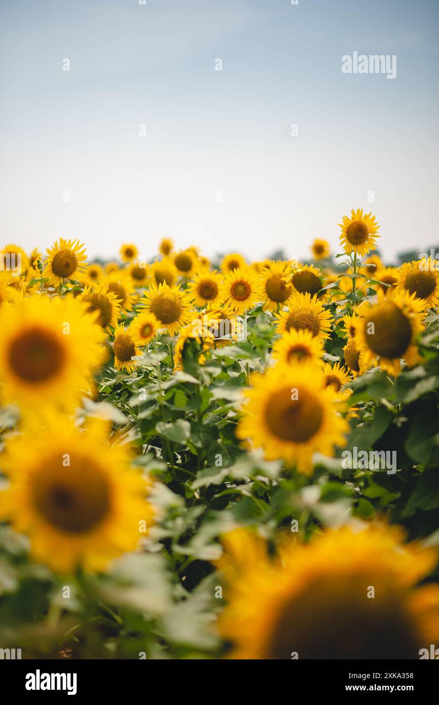 View of a full field of sunflowers under an open blue sky Stock Photo ...