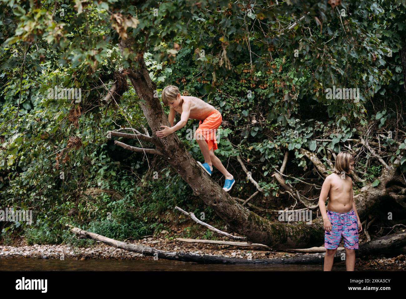 Boy climbing tree on riverbank with friend during summer Stock Photo