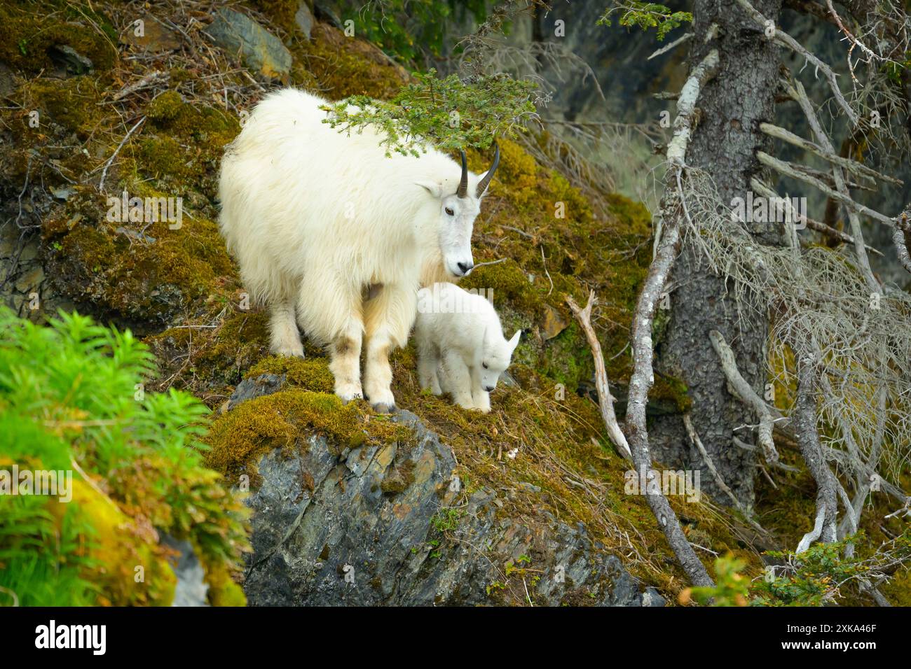 Alaskan mountain goats hi-res stock photography and images - Alamy