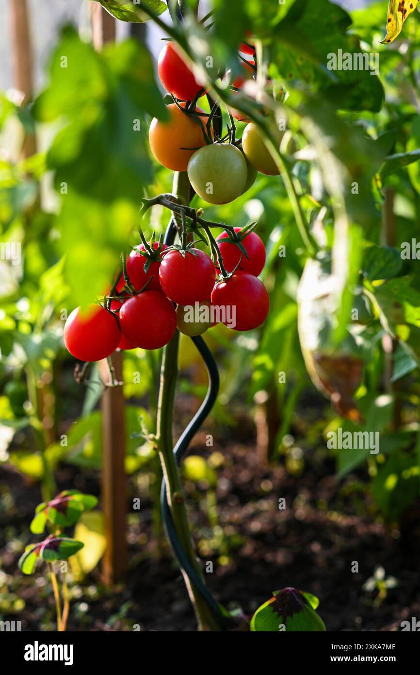 Cherry tomato plant with ripe and unripe tomatoes growing in a ...