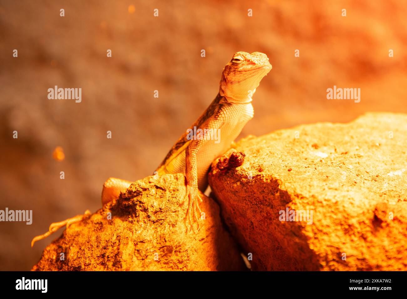 Lizard Smirk Funny lizard with a smile face on a stone at hot sunny day. A happy ...