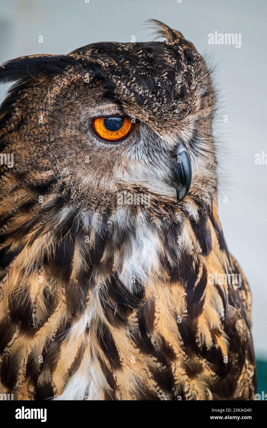 Eurasian Eagle owl. Stock Photo