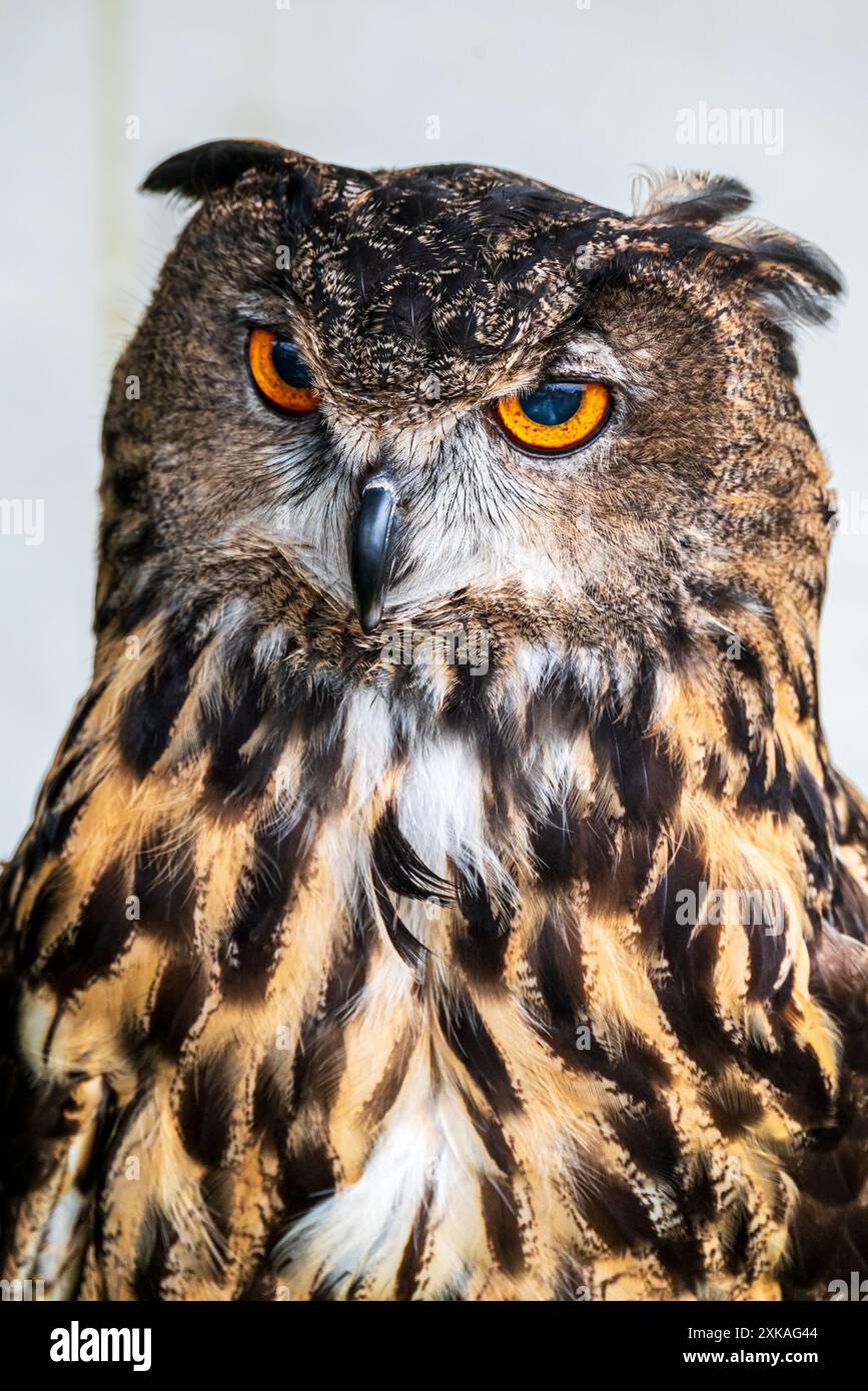 Eurasian Eagle owl. Stock Photo
