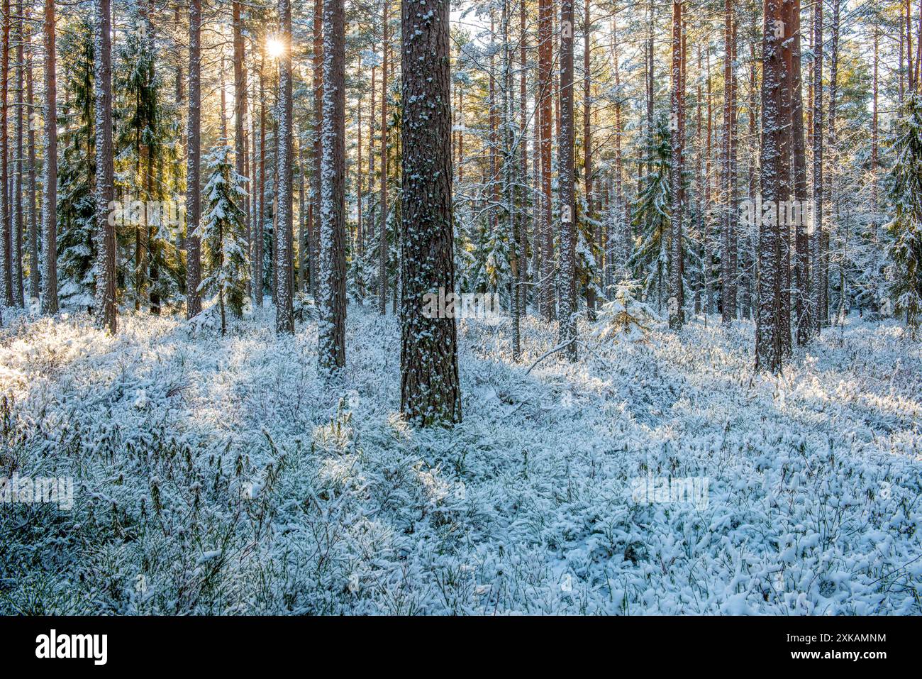 Sun in the snow-covered winter forest Stock Photo