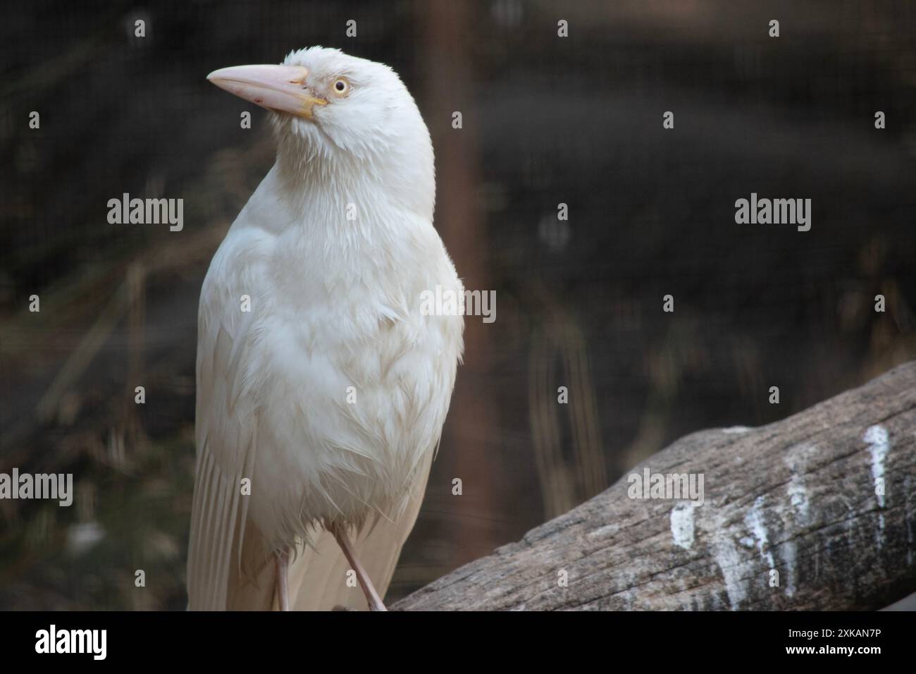 the albino raven has a pink beak and white feathers Stock Photo