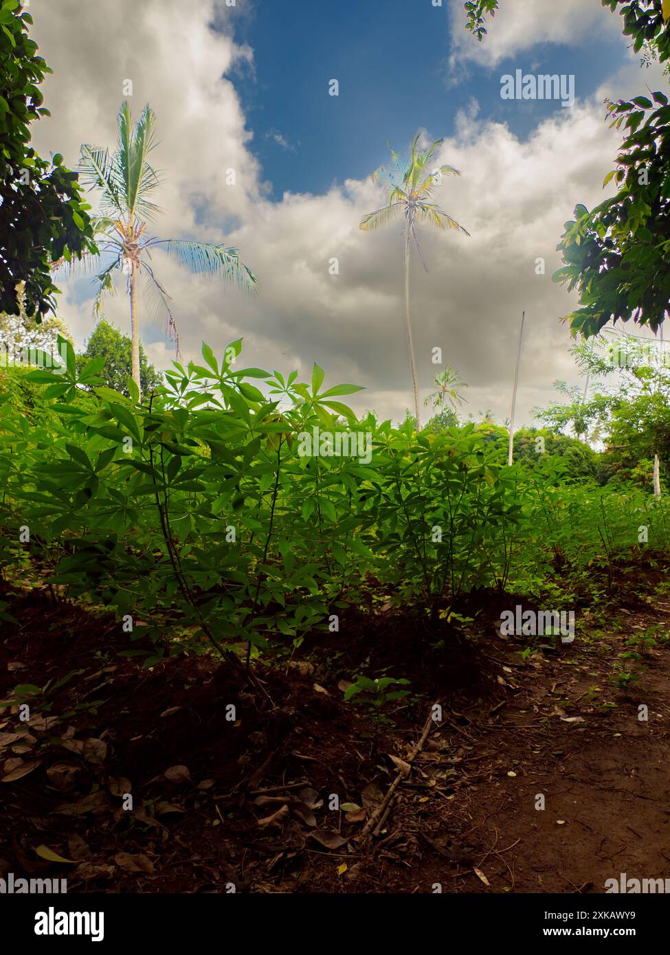 Cassava Plantation On A Tropical Agricultural Plantation In Africa Cassava Plantation On A Tropical Agricultural Plantation In Africa