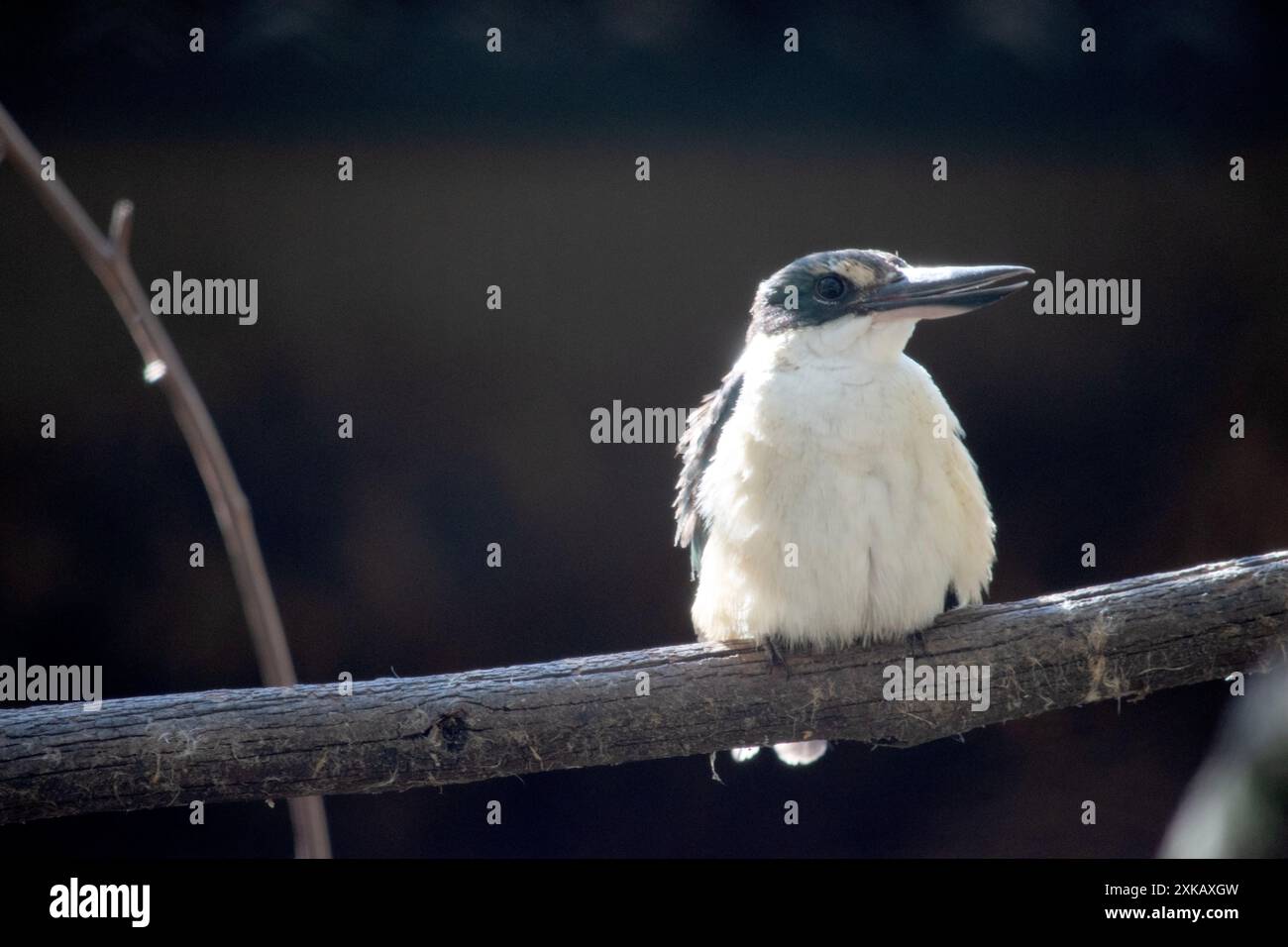 The kingfisher is a sparrow-sized bird has the typical short-tailed, large-headed kingfisher profile; it has blue upperparts, white and tan underparts Stock Photo