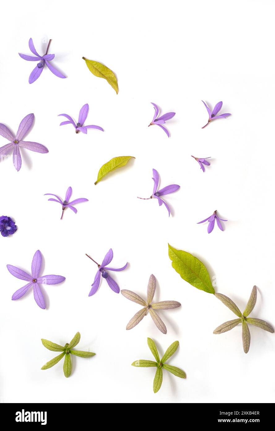 Purple flower blooms hi-res stock photography and images - Alamy