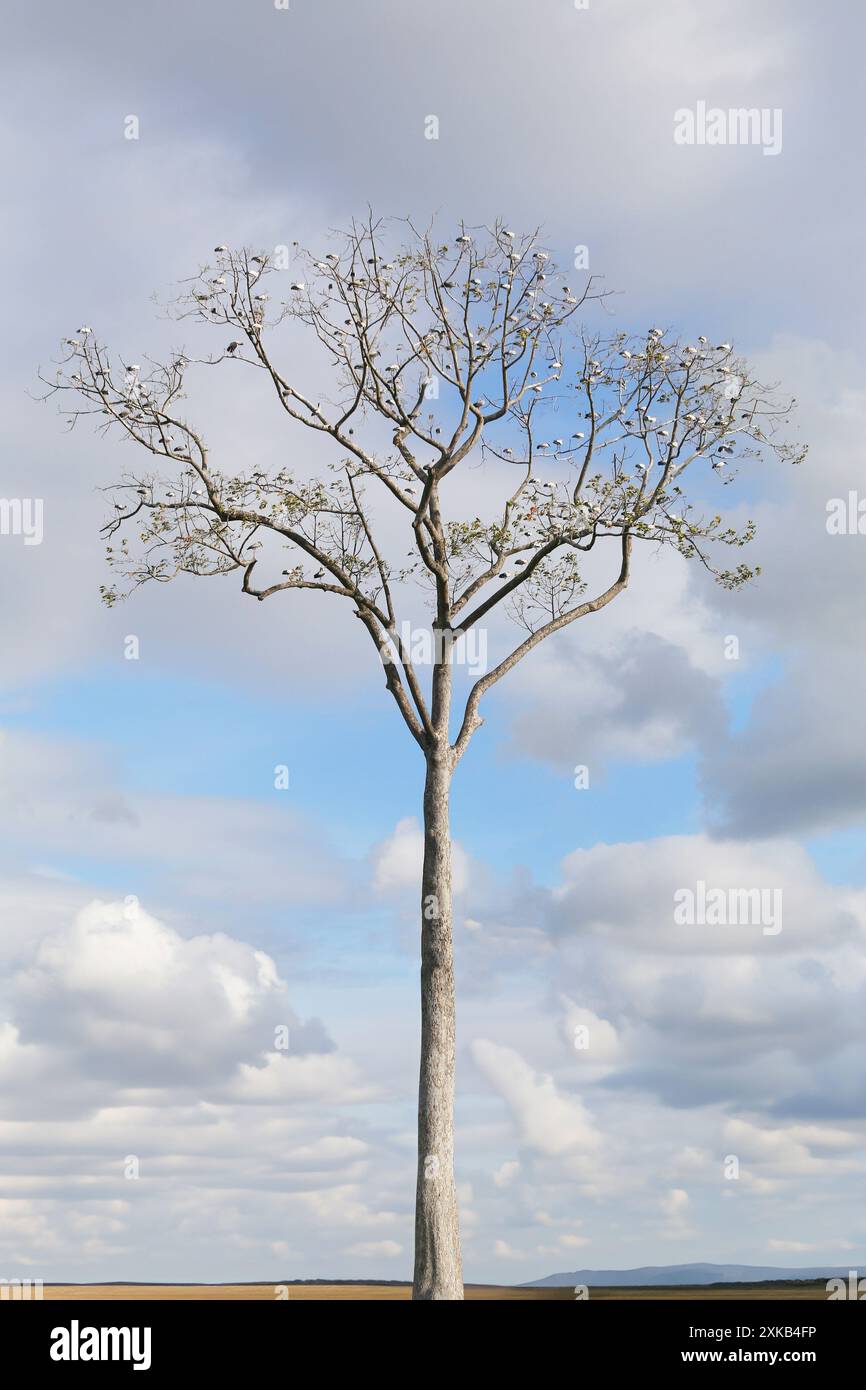 Blue sky white clouds tree hi-res stock photography and images - Alamy